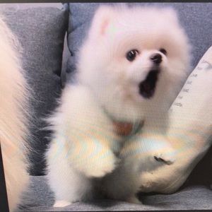 Meet your Posher, Jade